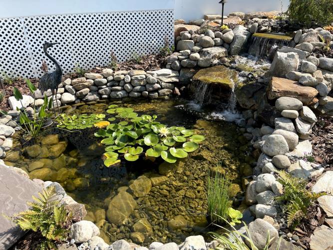 Bolder-lined pond backyard elegant bird statue, lily pads, waterfall